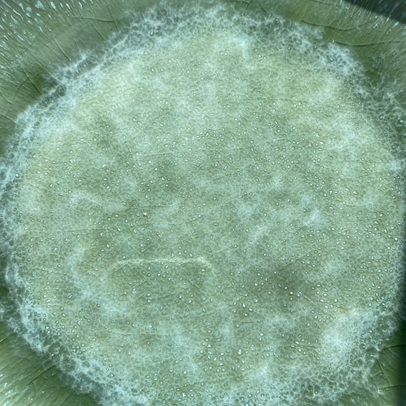 West Elm Reactive Glaze Stoneware Salad Plates - Picture 15 of 16